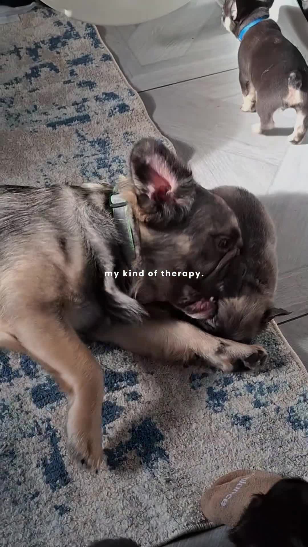 French Bulldog dogs for sale: Exotic coloured visual fluffy frenchies  - Video 2