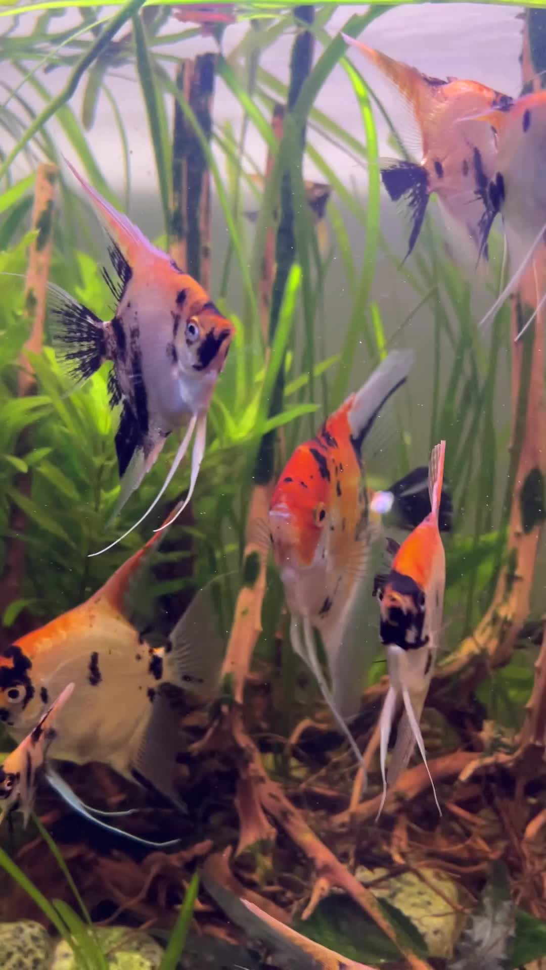 Angelfish fish for sale: Angelfish koi - Video 3