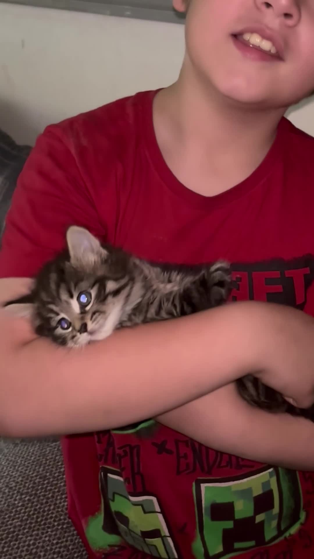 British Longhair cats for sale: Luna’s beautiful longhair tabby kittens 🐾🥰 - Video 1