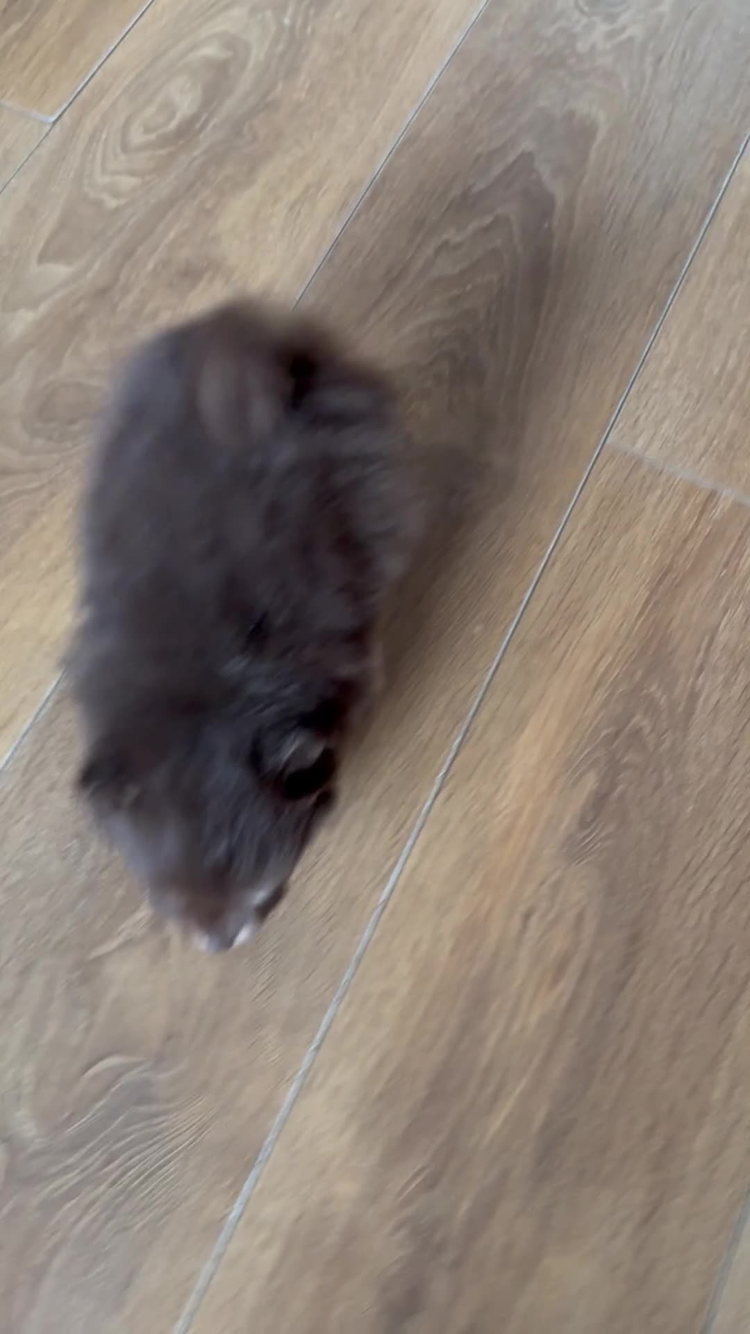 Pomchi dogs for sale: Stunning toysize little loving girl - Video 4