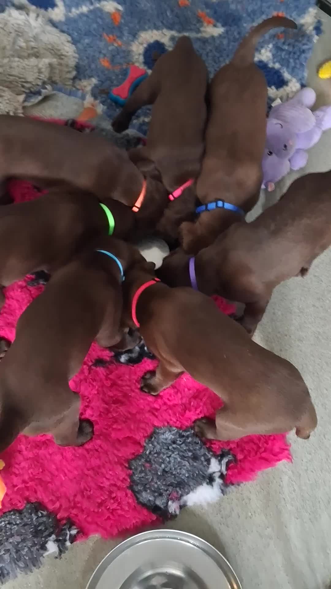 Labrador Retriever dogs for sale: Ready to go now KC Registered Chocolate LabPups - Video 5
