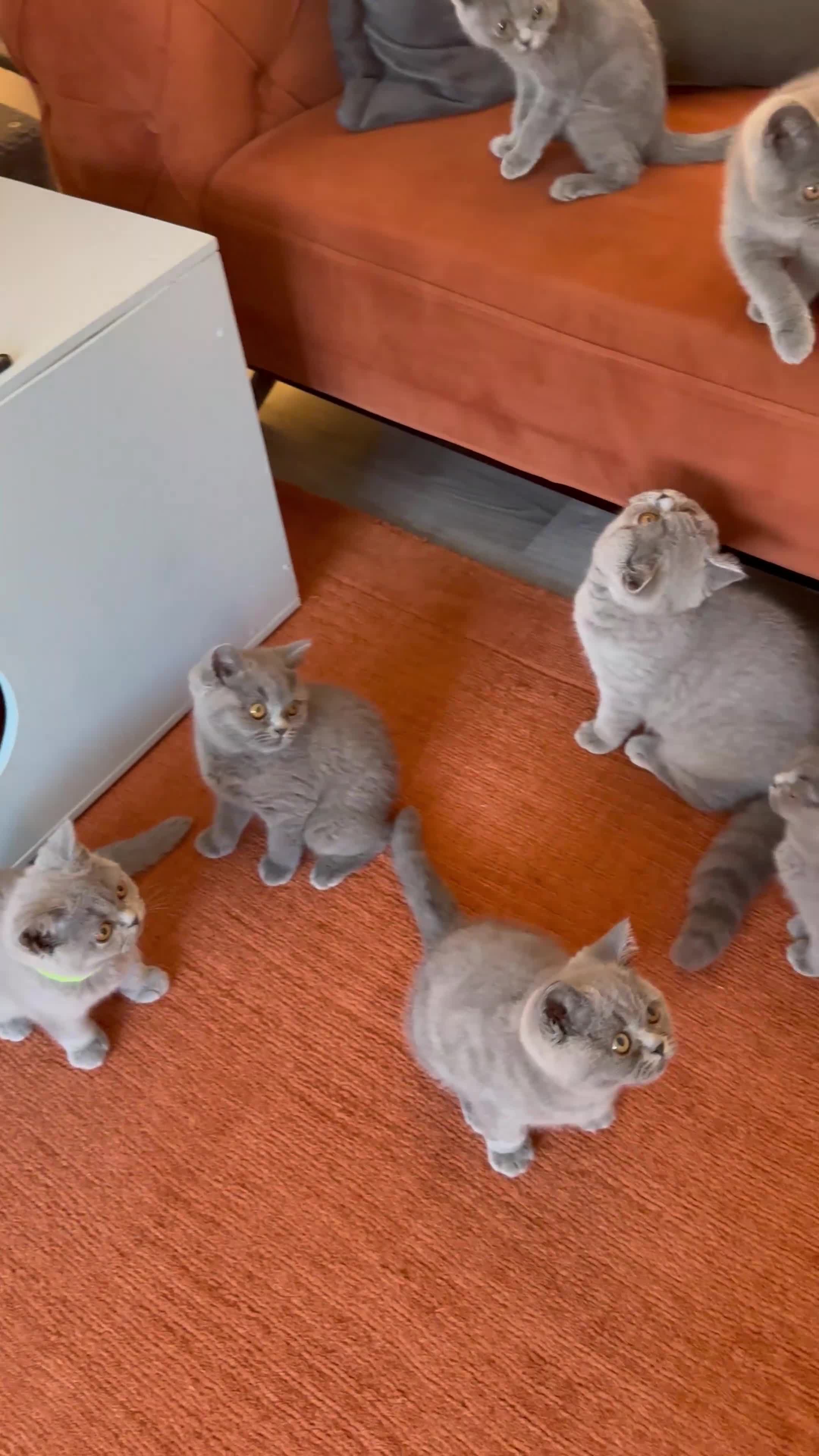 British Shorthair cats for sale: Ready to leave pedigree BSH kittens - Video 3