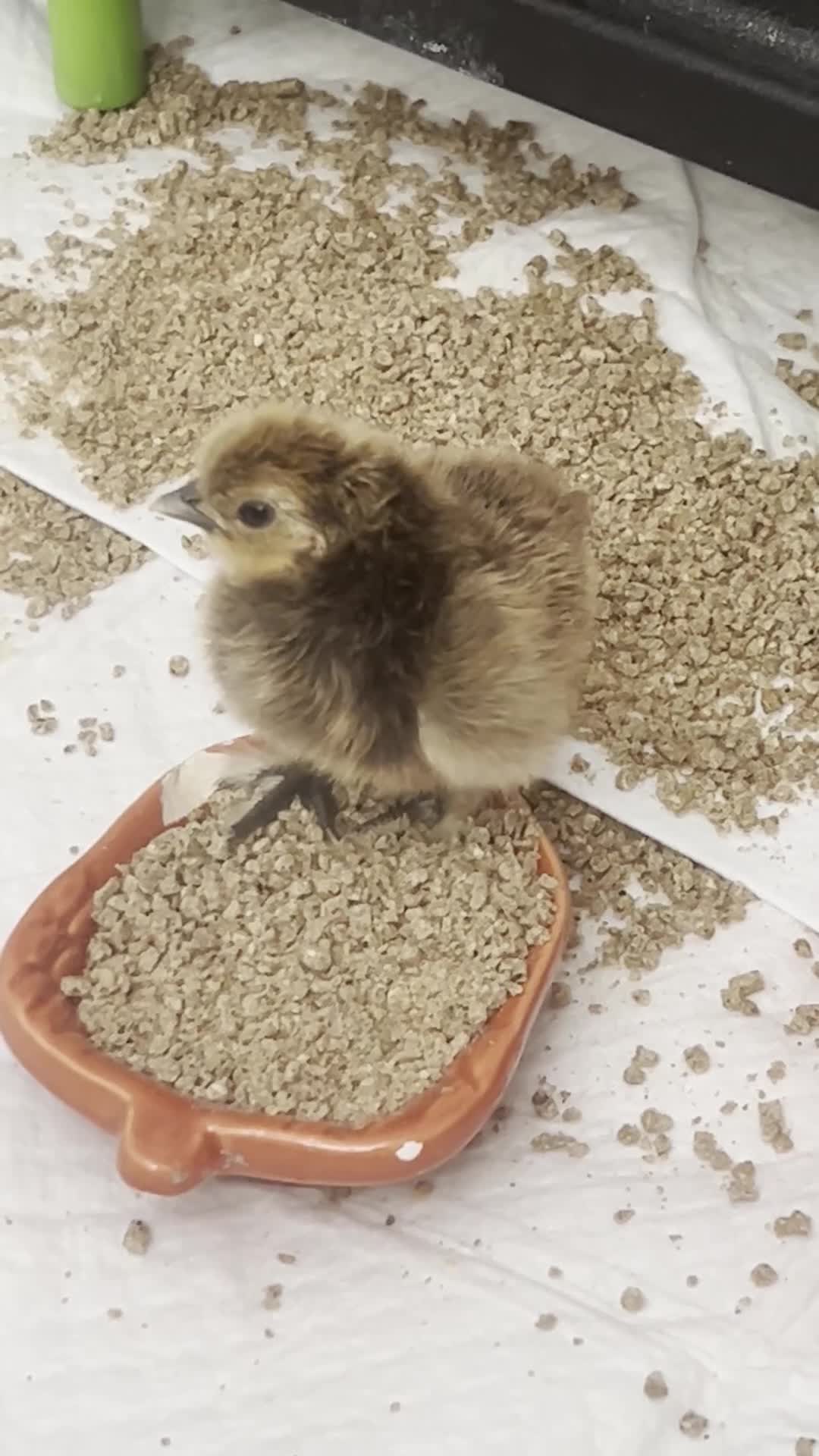 Chickens poultry for sale: Silkie chicks hatching eggs NOW - Video 1