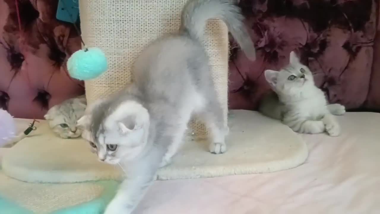 British Shorthair cats for sale: Gorgeous kittens for sale  - Video 4