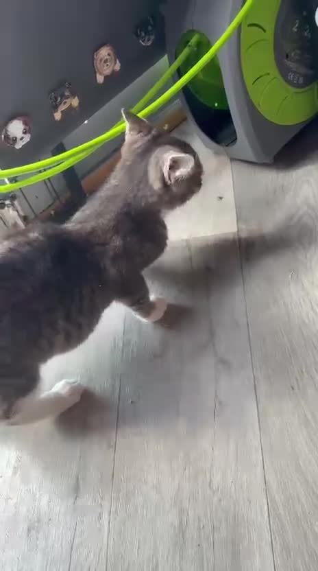 Ragdoll cats for sale: Beautiful Ragdoll cross kittens  - Video 2