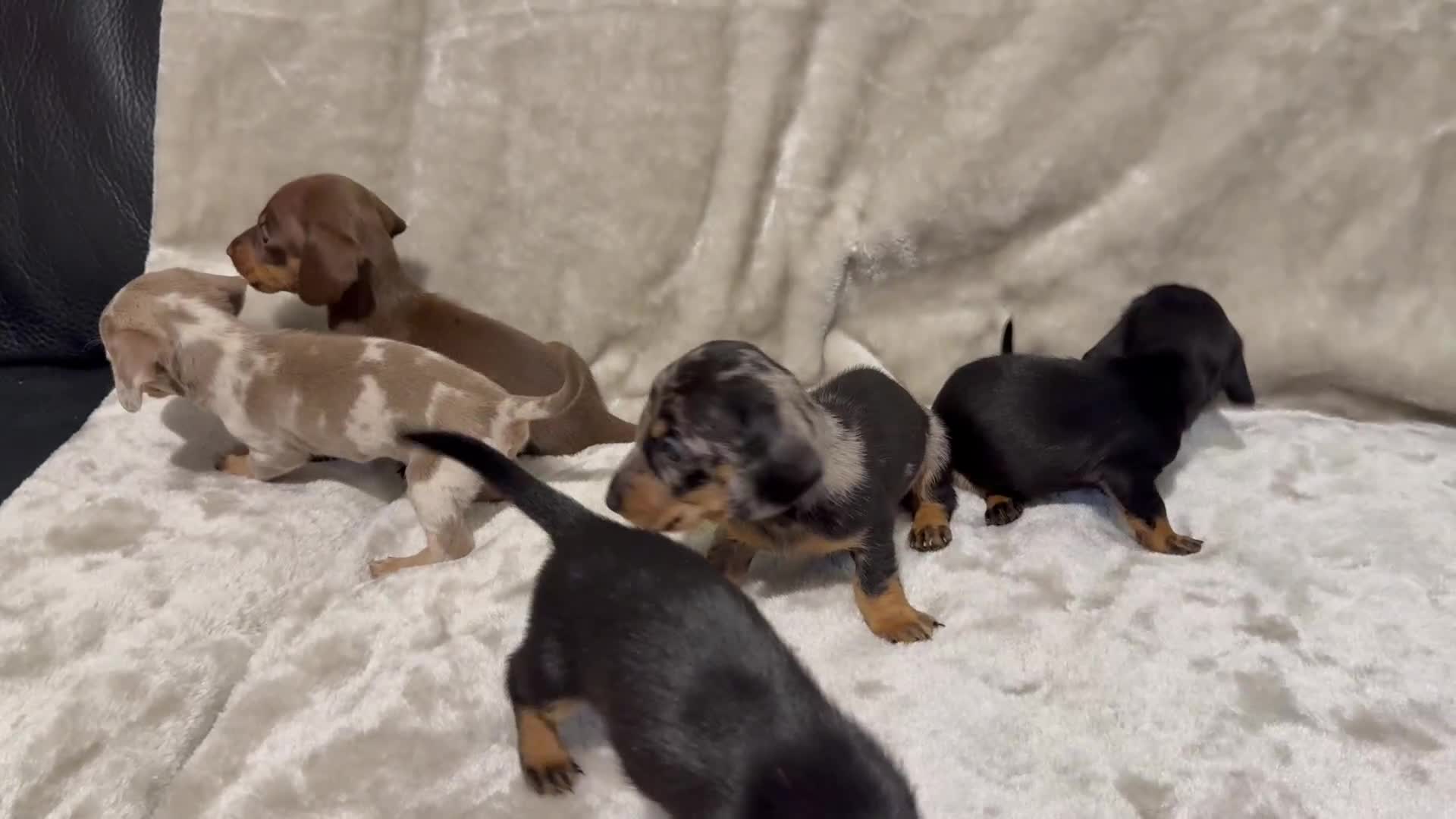 Miniature Dachshund dogs for sale: 🐾 Stunning Miniature Dachshund Puppies - Video 1