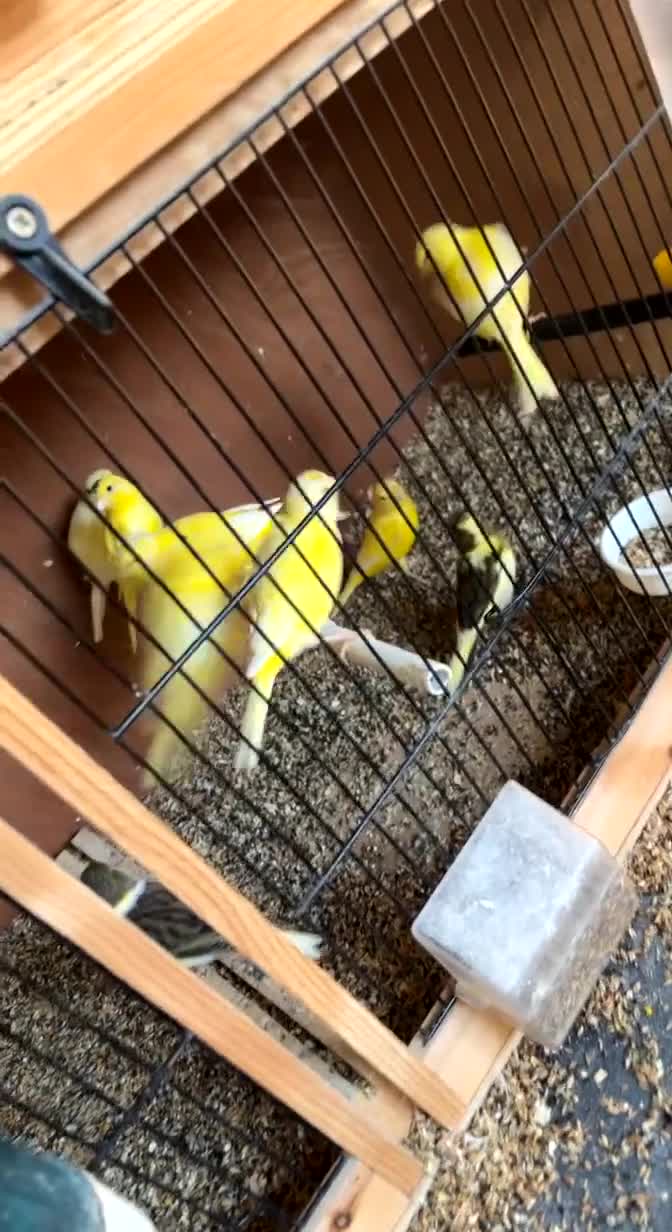 Canaries birds for sale: Variegated canaries - Video 1