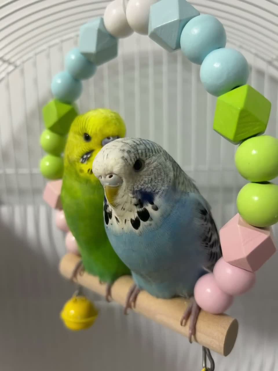 Budgerigars birds for sale: Pair of Beautiful Budgies with cage ,food & toys - Video 1