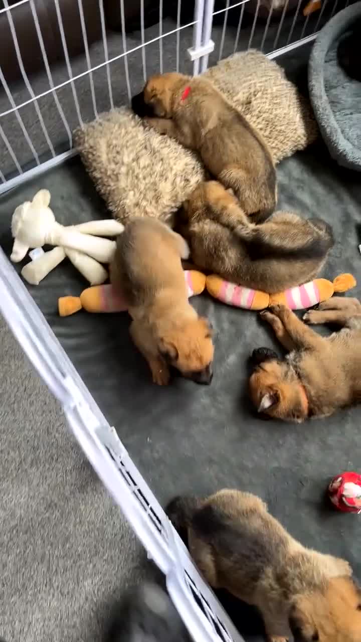 Mixed Breed dogs for sale: German Malinois - Video 3