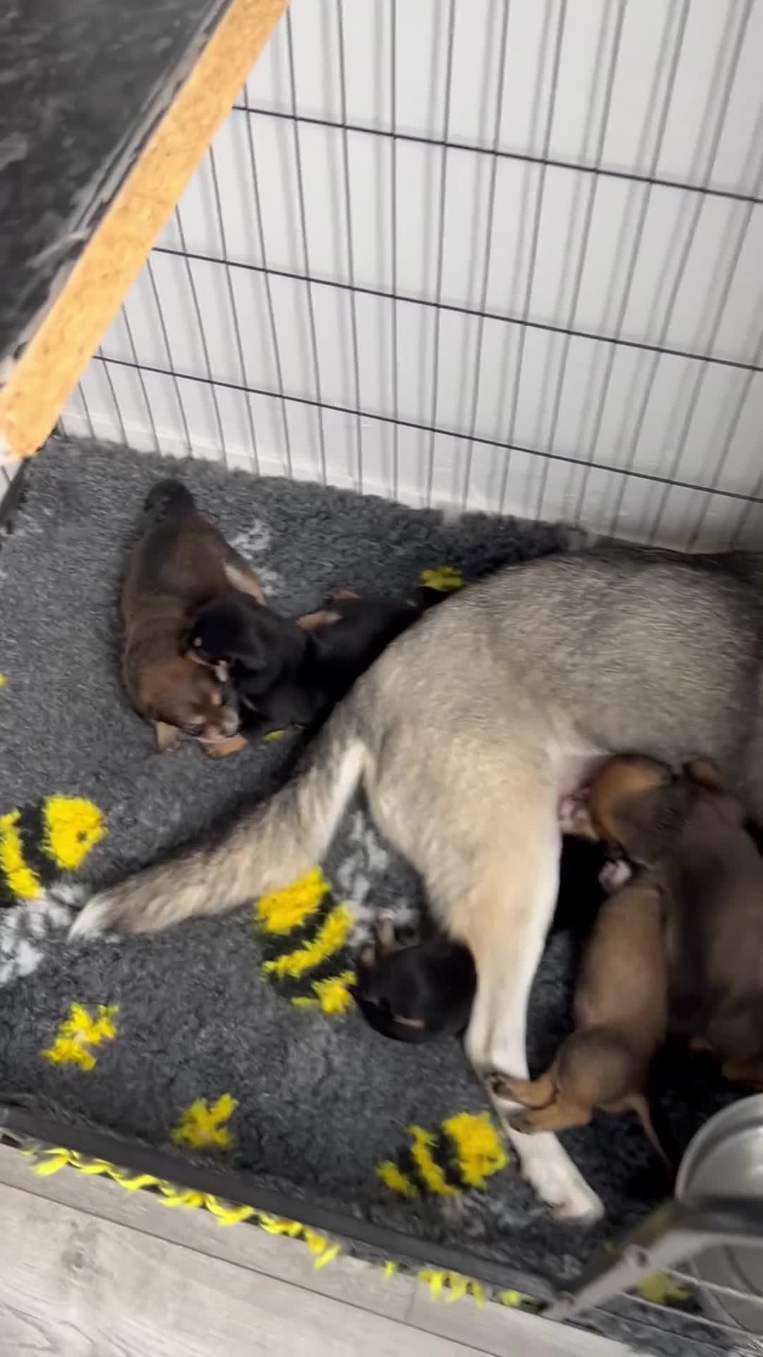 Mixed Breed dogs for sale: Husky cross dashound rare breed  - Video 1