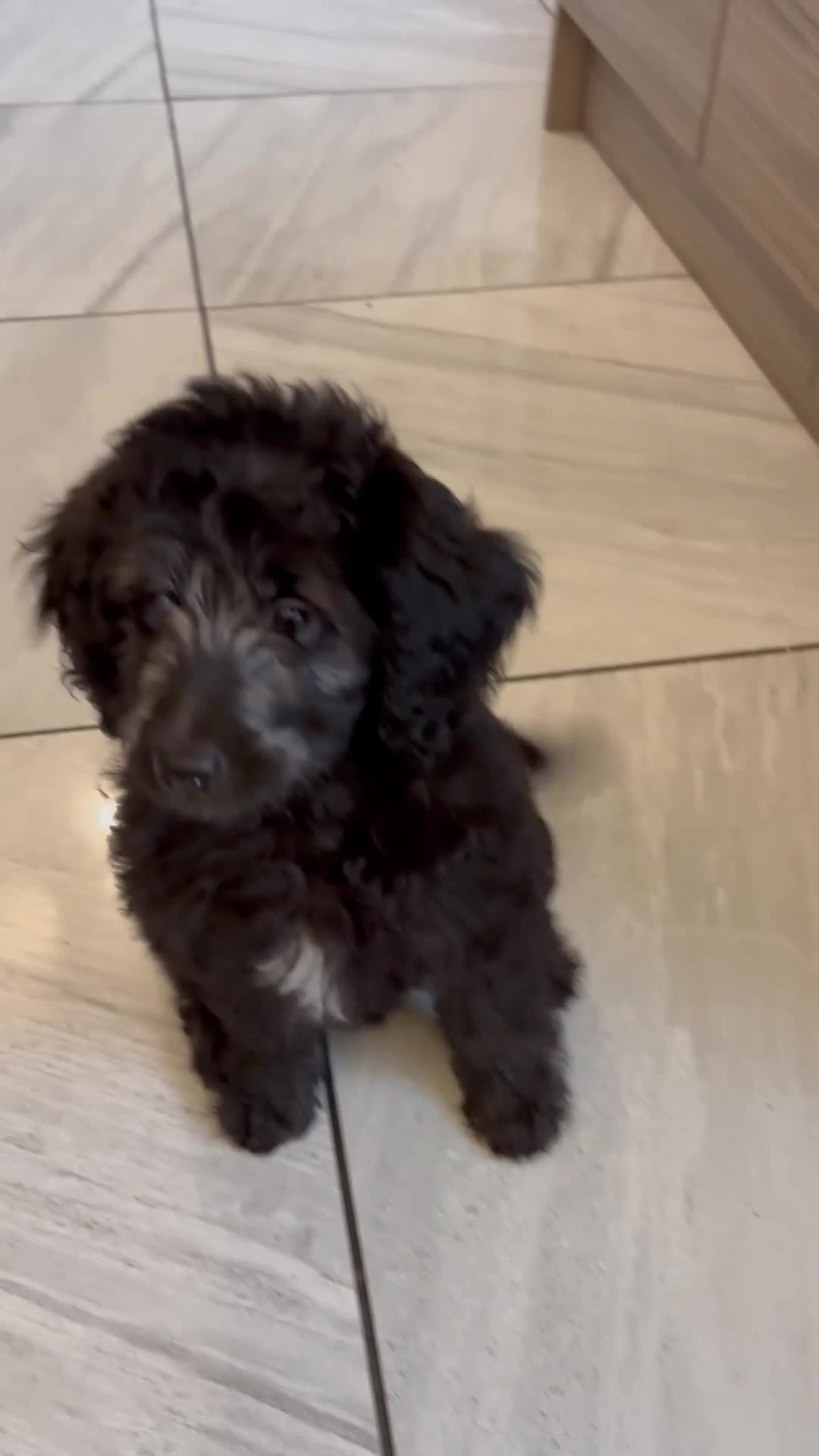 Goldendoodle dogs for sale: Silver golden doodles  - Video 1