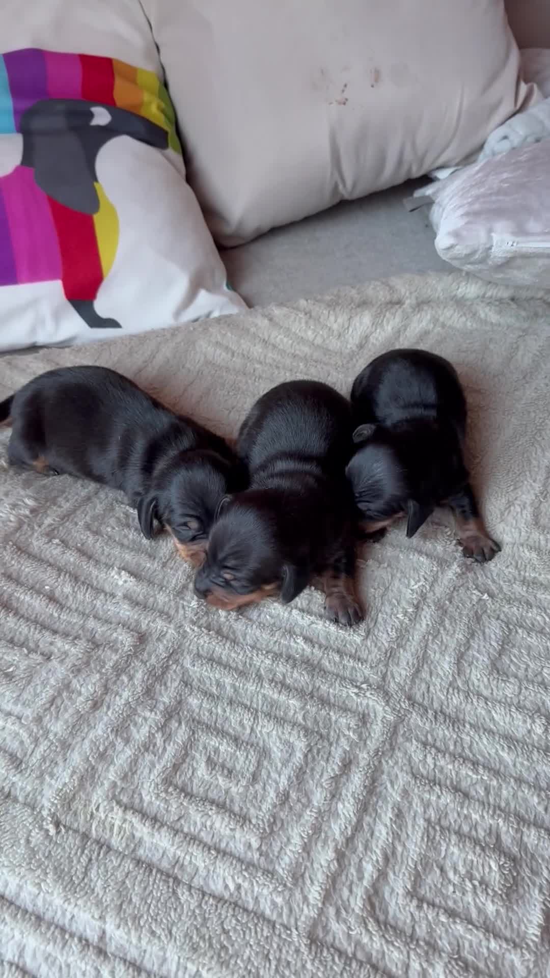 Miniature Dachshund dogs for sale: KC REGISTERED MINIATURE DACHSHUND PUPS - Video 1