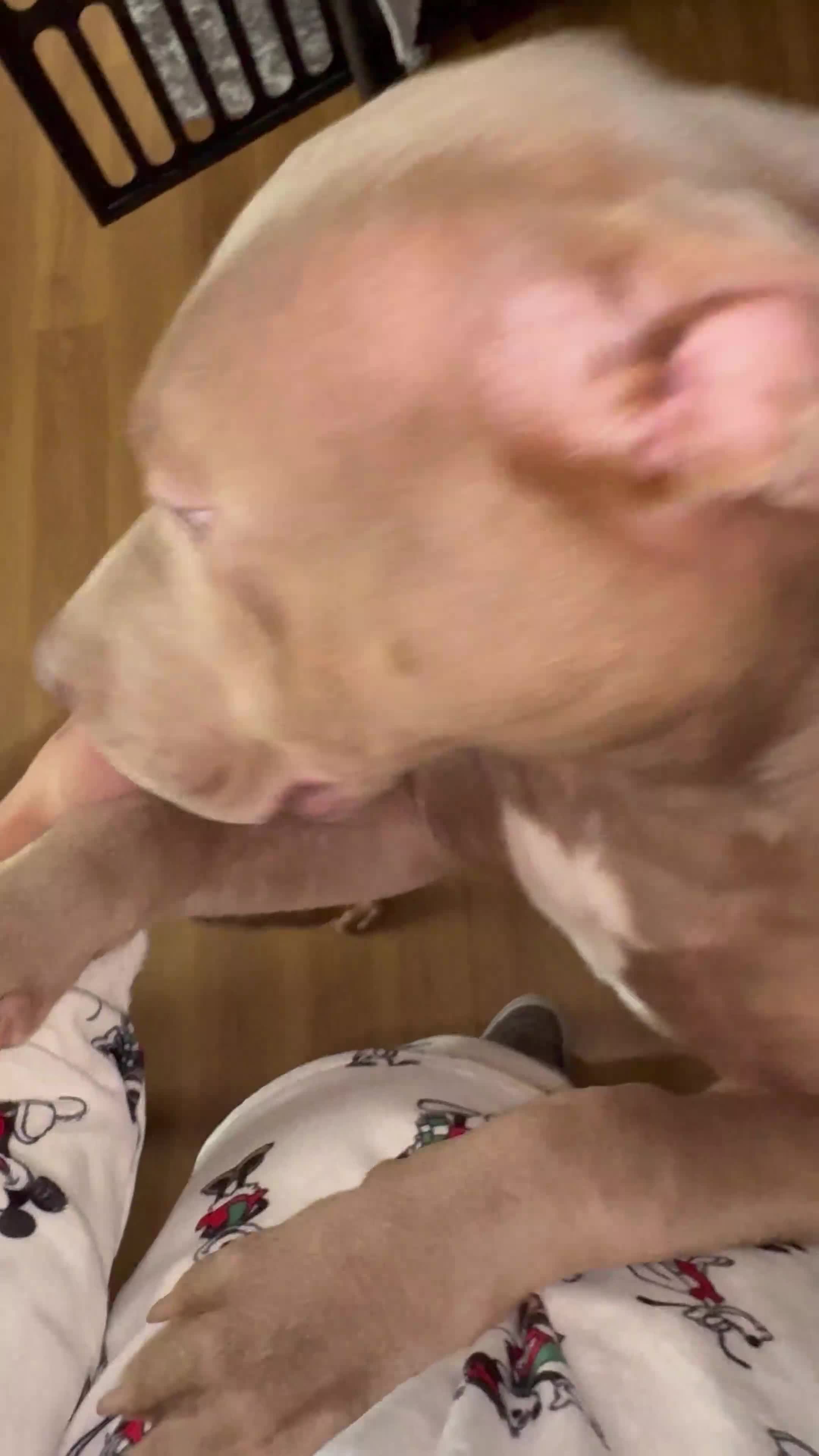 Mixed Breed dogs for sale: Lovely Fur Baby Looking For His Forever Home - Video 3