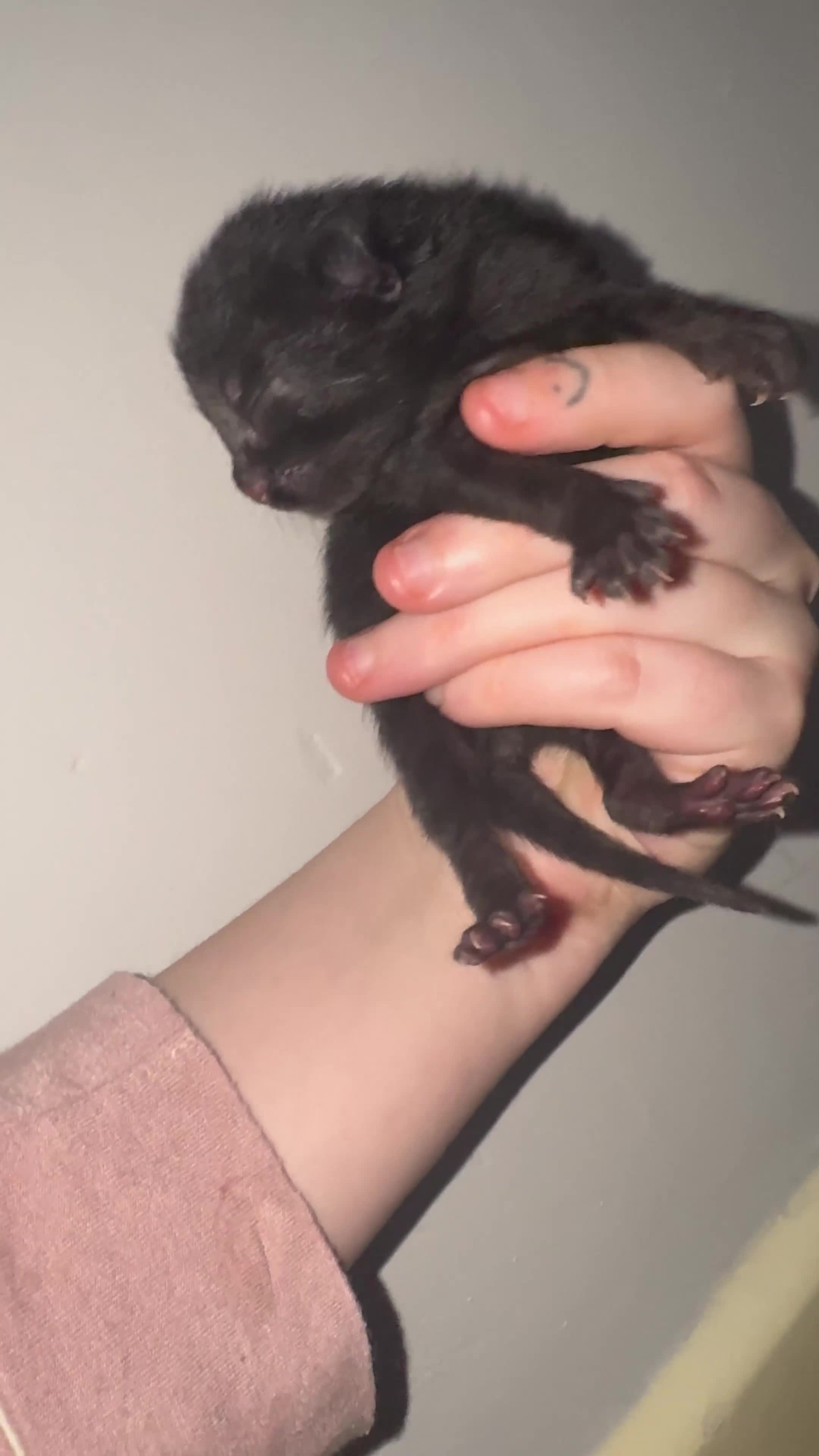 Domestic Shorthair cats for sale: Beautiful Domestic Shorthair Kittens - Video 1