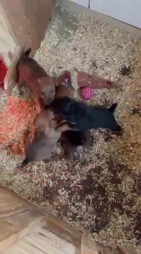 Mixed Breed dogs for sale: Lakeland Cross jagd pups  - Video 1