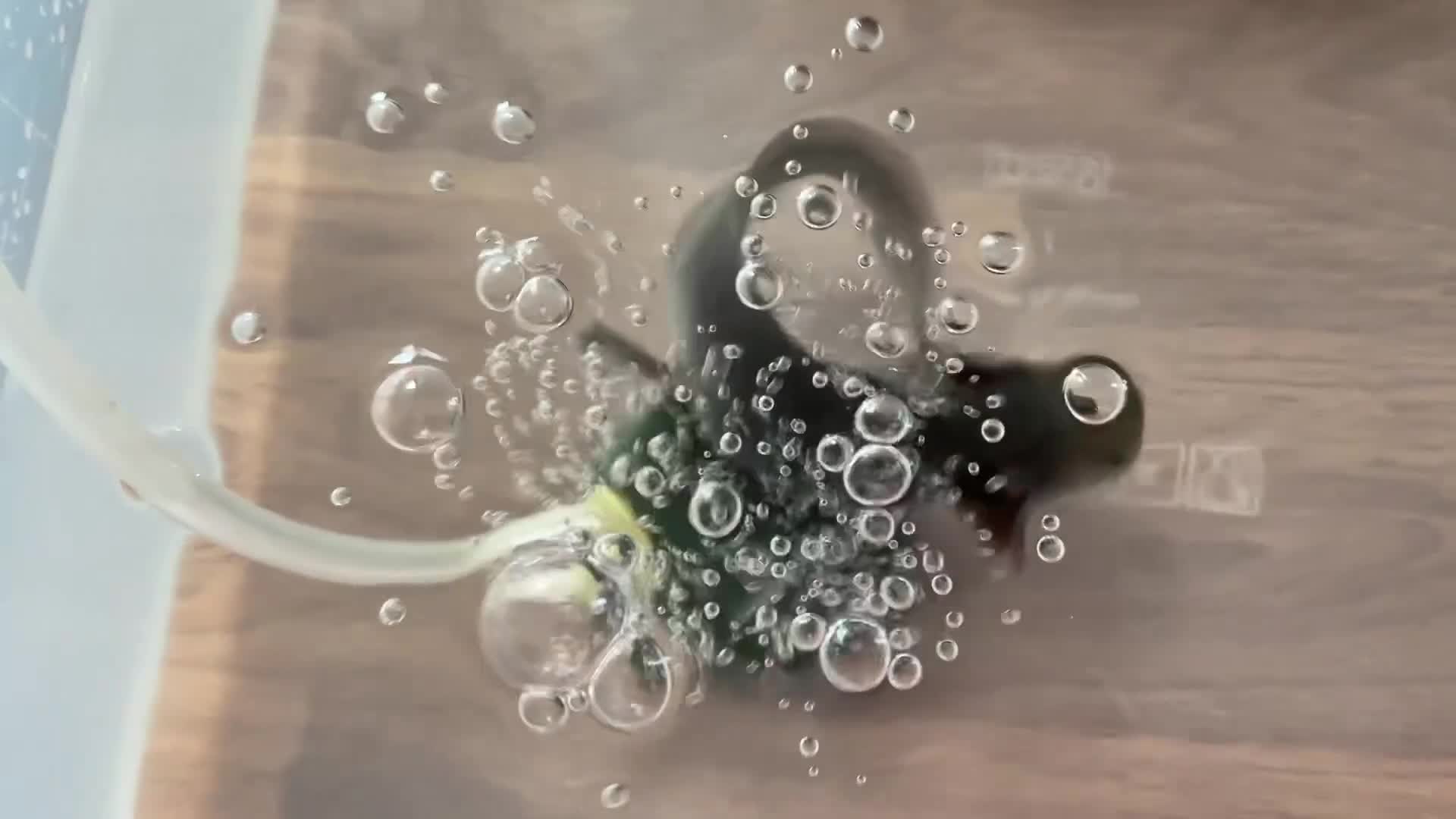 Axolotl reptiles for sale: Axolotl Jeuveniles  - Video 2