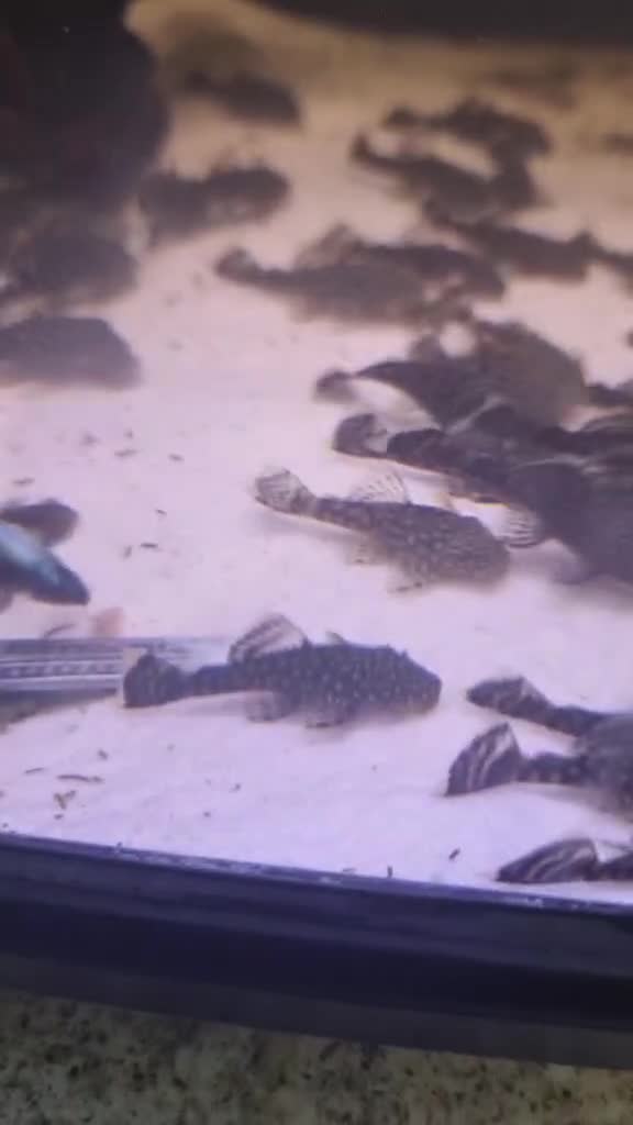 Plecos fish for sale: Common bristlenose in Corby - Video 1