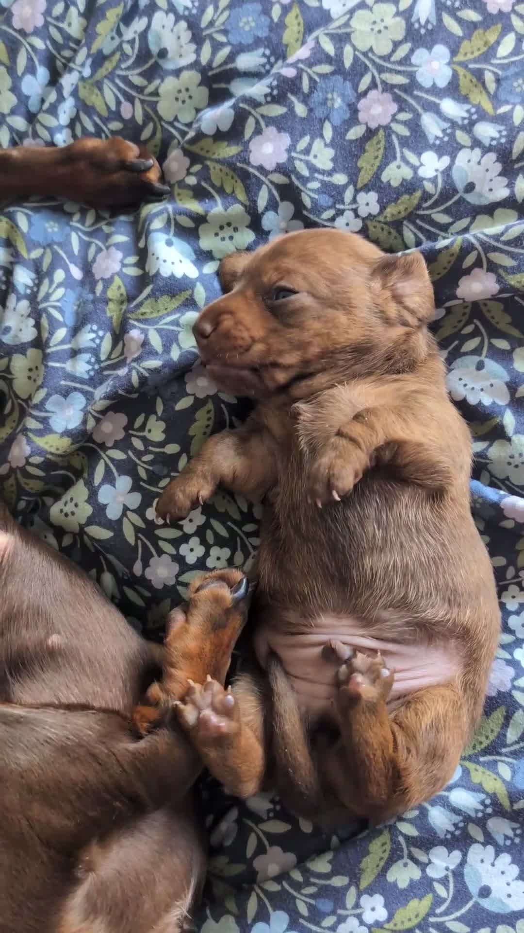 Miniature Dachshund dogs for sale: Red and cream brindle male dachshund  - Video 1
