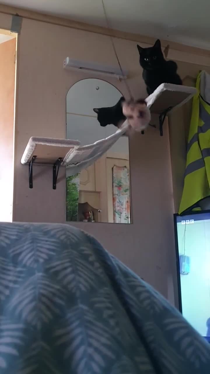 British Shorthair cats for sale: 2 Beautiful Boys for Sale - Video 3