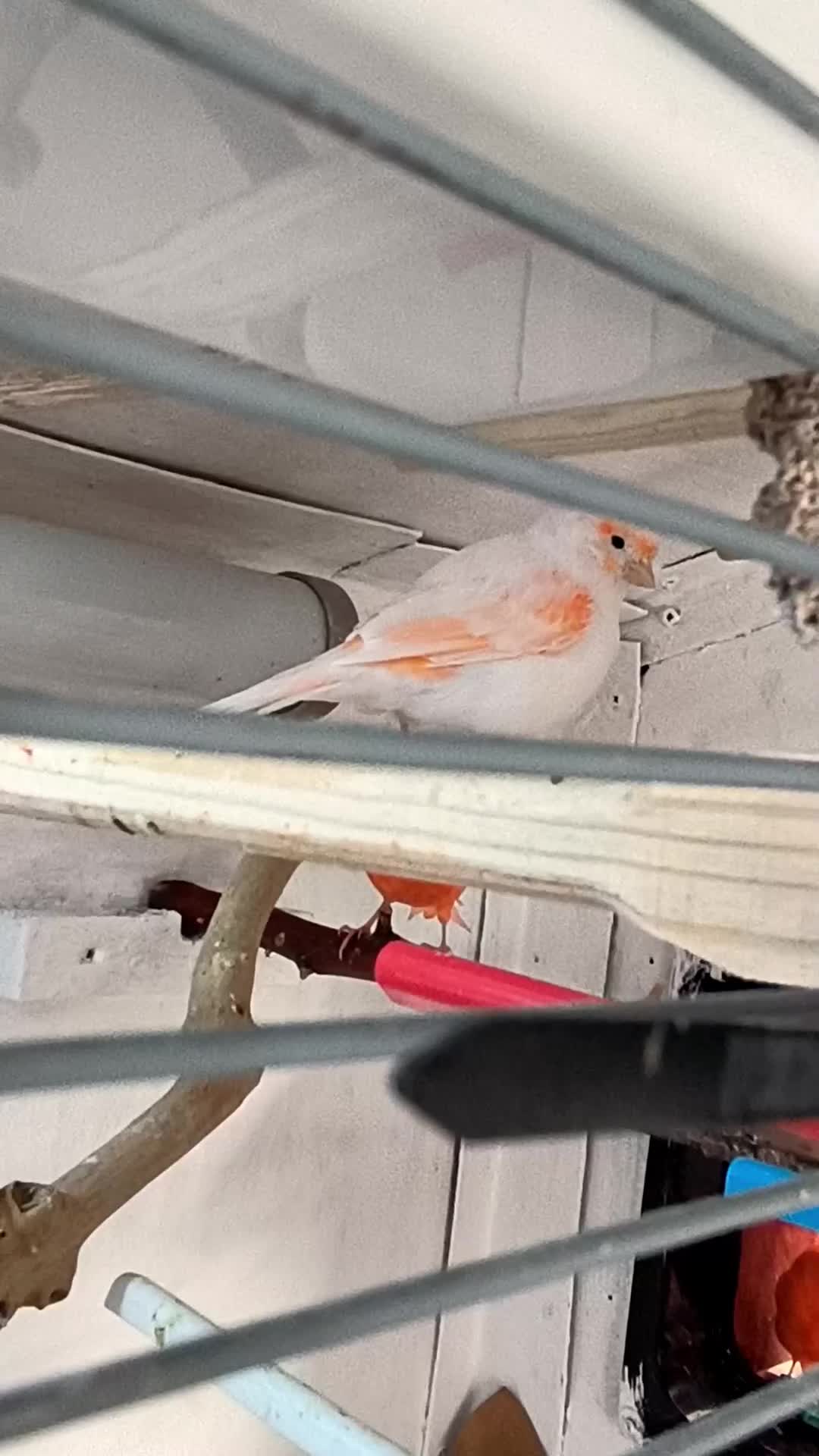 Canaries birds for sale: Beautiful red factor canaries  - Video 2