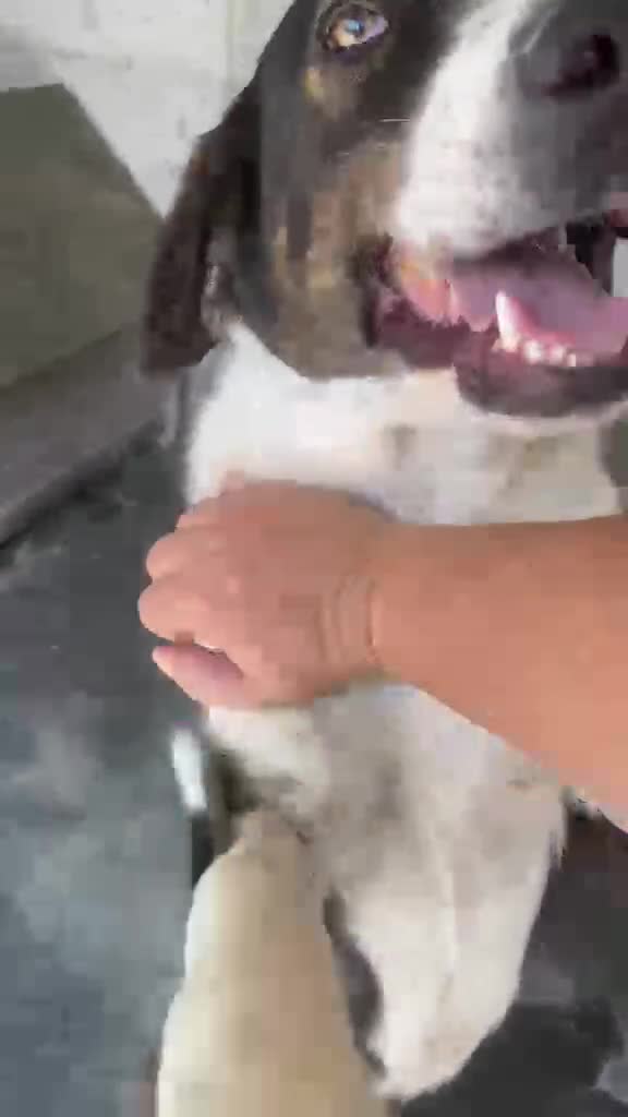 Mixed Breed dogs for adoption: Elin, 2-3 yrs old. Available for adoption. - Video 1