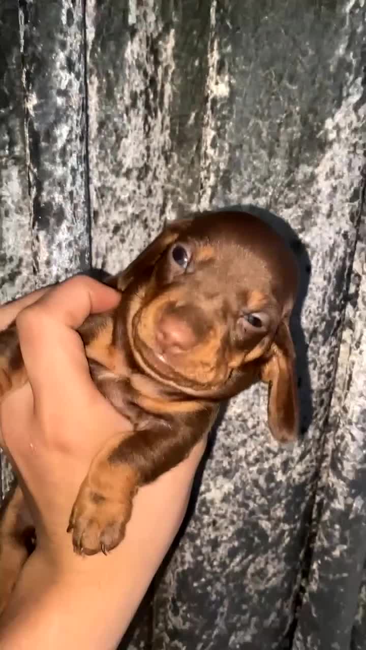 Miniature Dachshund dogs for sale: Miniature dachshund  in Oldham - Video 1
