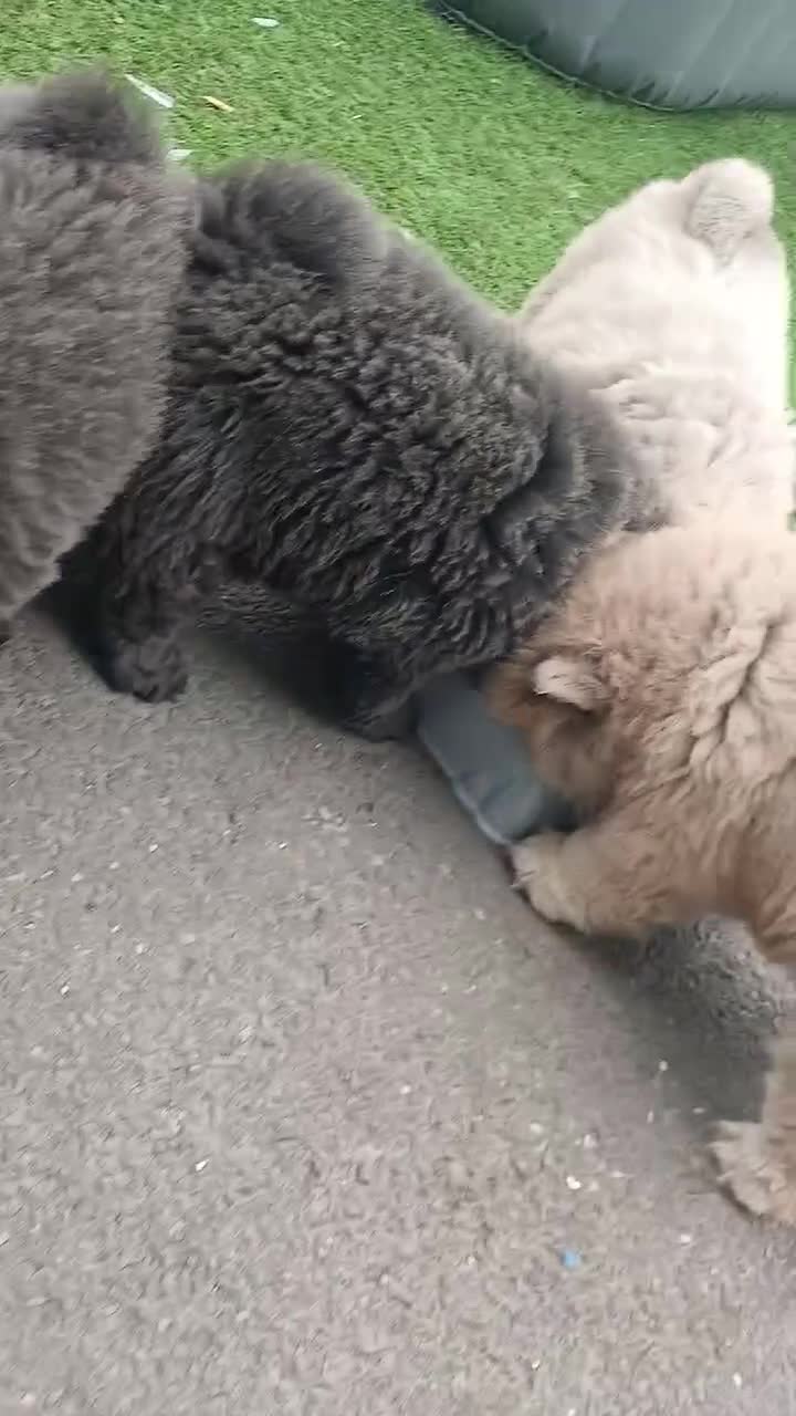 Chow Chow dogs for sale: Chow chow puppies  - Video 2