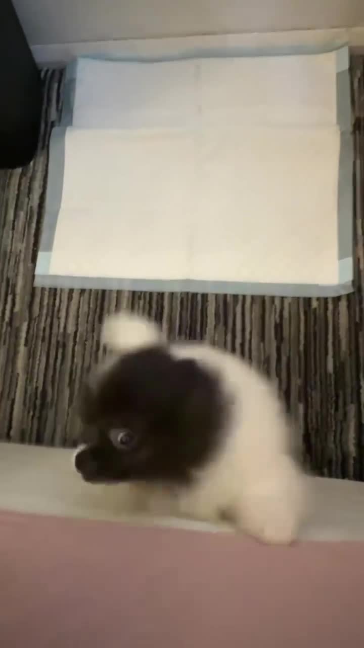 Pomeranian dogs for stud: Proven Pomeranian Stud Yoshi❤️ - Video 4