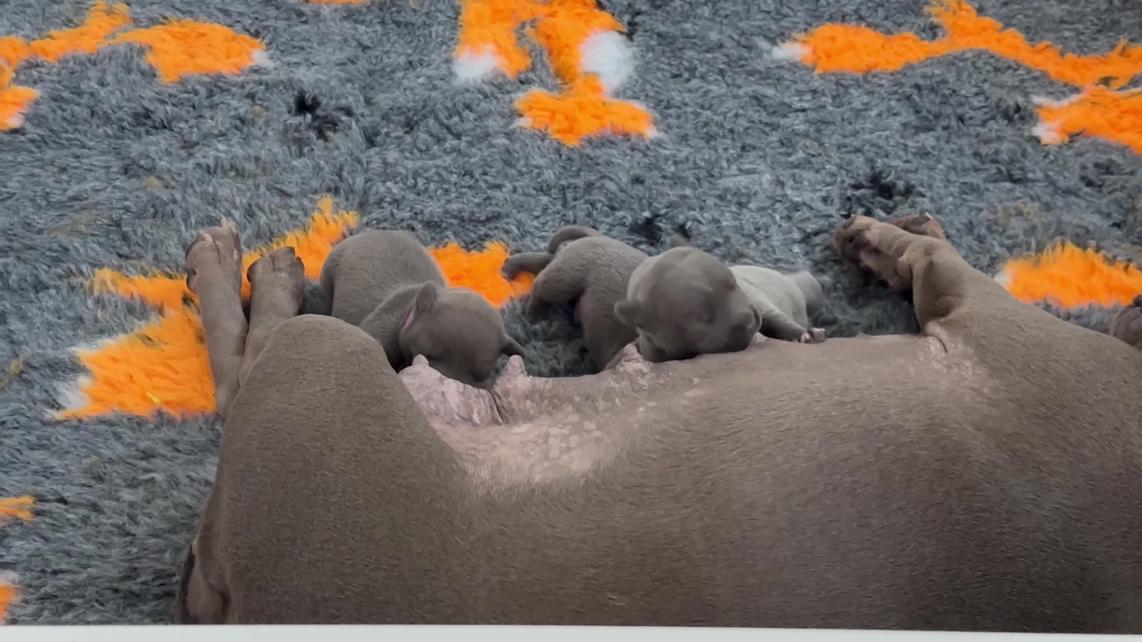 Staffordshire Bull Terrier dogs for sale: KC reg Staffordshire Bull Terrier Blue Puppies - Video 1