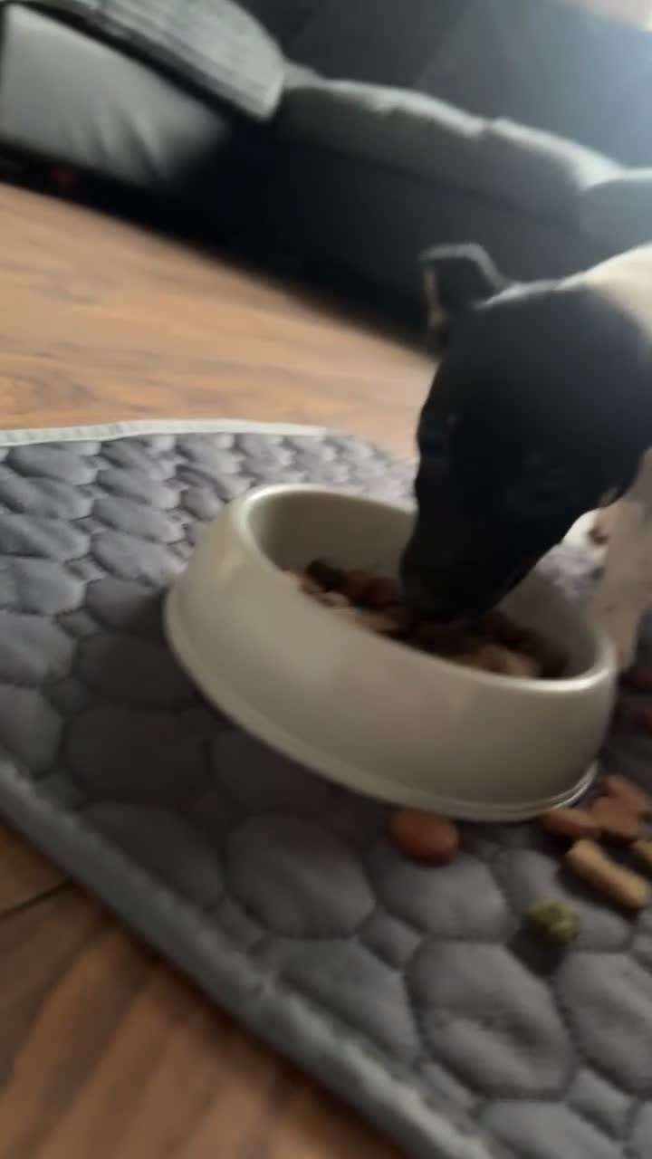 Jack Russell dogs for sale: female jack russell pup - Video 2