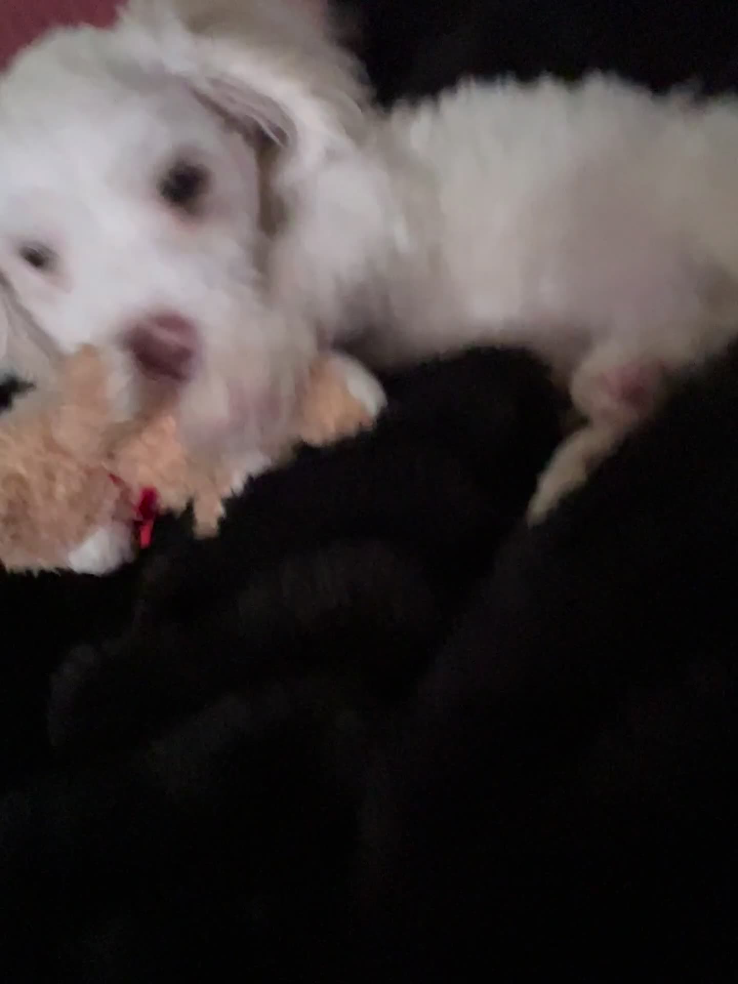 Bichon Frise dogs for sale: Puppy for sale - Video 2