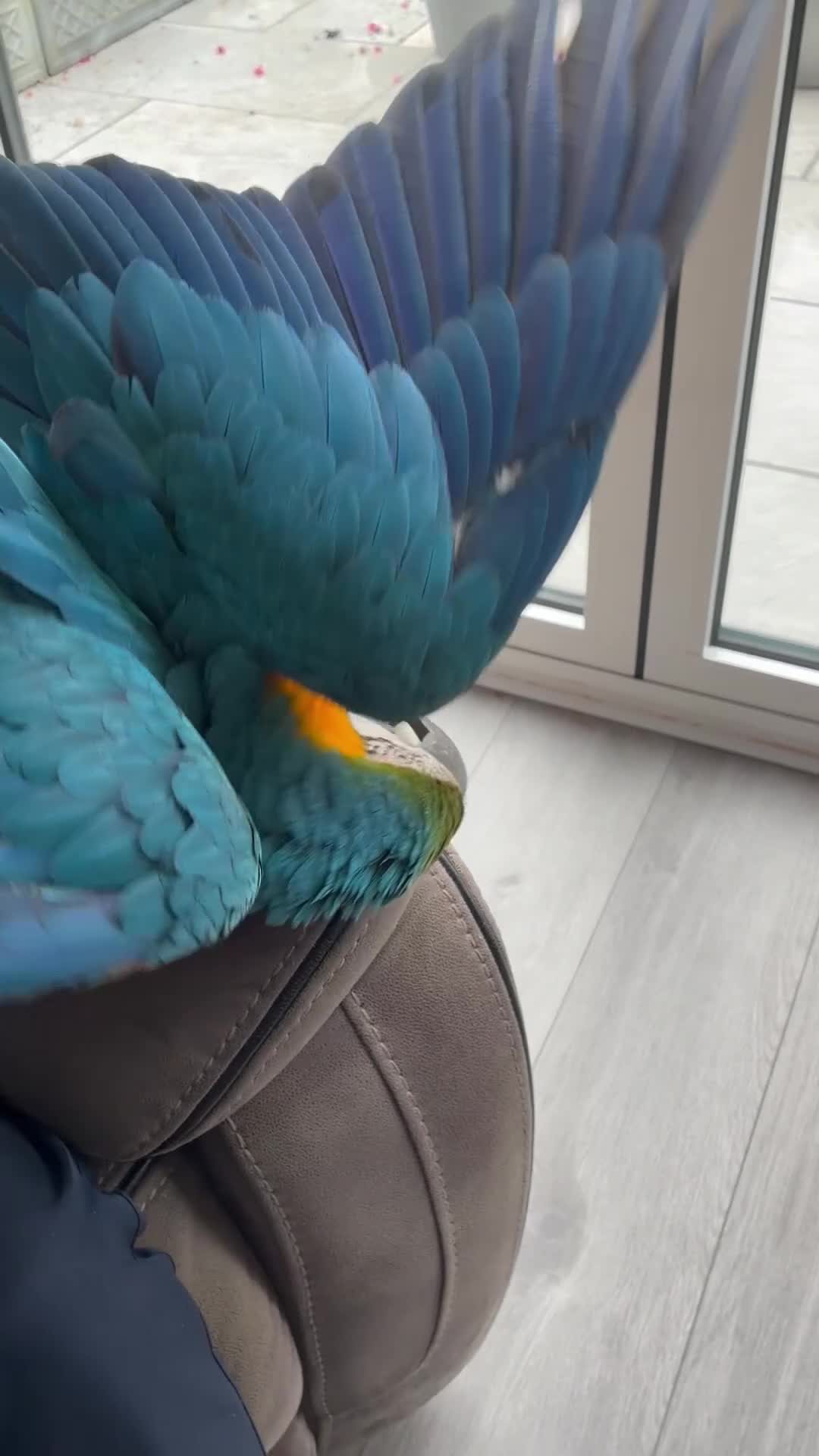 Macaws birds for sale: Beautiful macaw for sale in Hailsham - Video 1