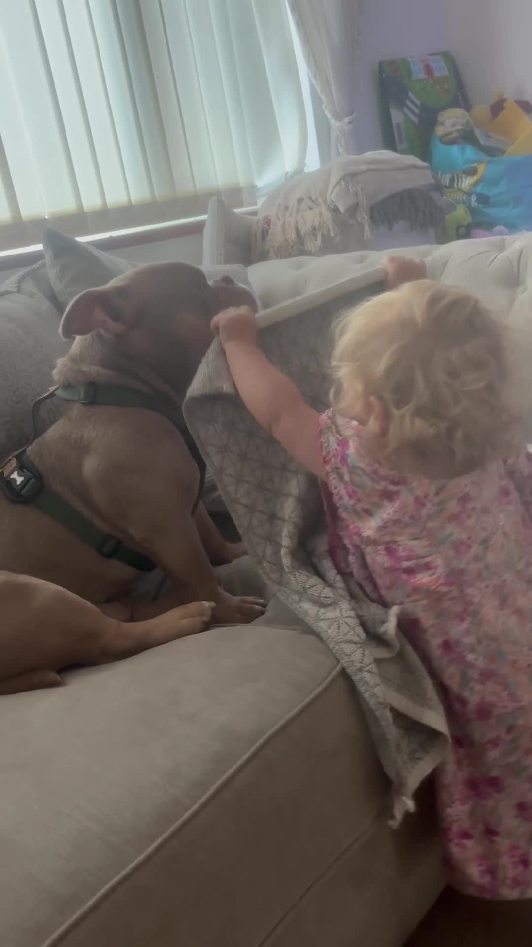 American Bully dogs for sale: Exotic Bully pup - Video 4