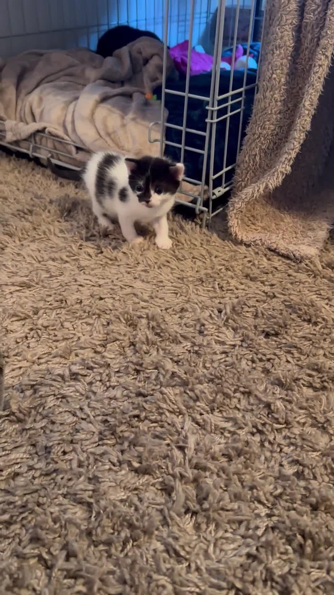 Mixed Breed cats for sale: 2 Male & 2 Female Mixed Breed Kittens - Video 1