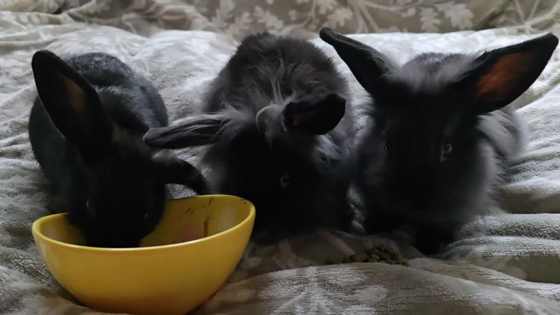 Mini Lop rabbits for sale: 3 little black bunnies pearls silver-plated fur - Video 2