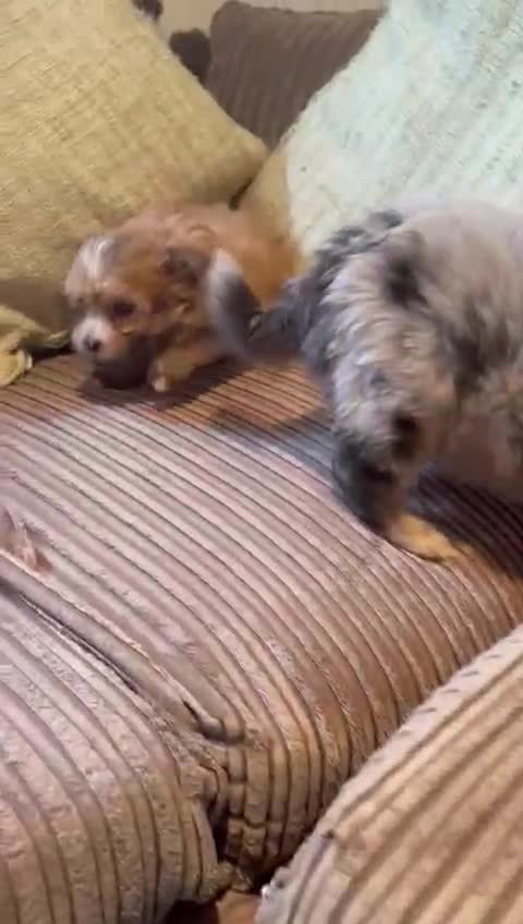 Pomapoo dogs for sale: Toy pomapoos - Video 1