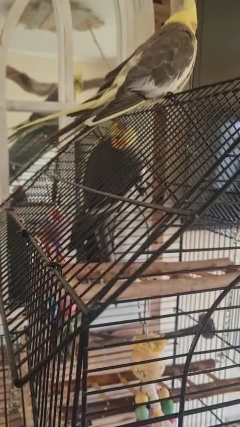 Cockatiels birds for sale: Hand tame cockatiels with cage - Video 1
