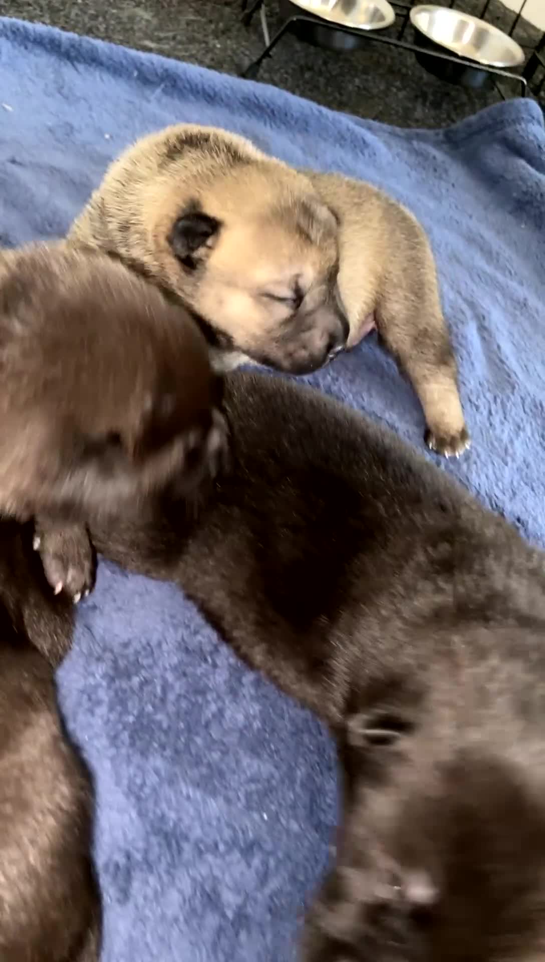Mixed Breed dogs for sale: ⭐️Stunning Shar pei pups⭐️ - Video 5