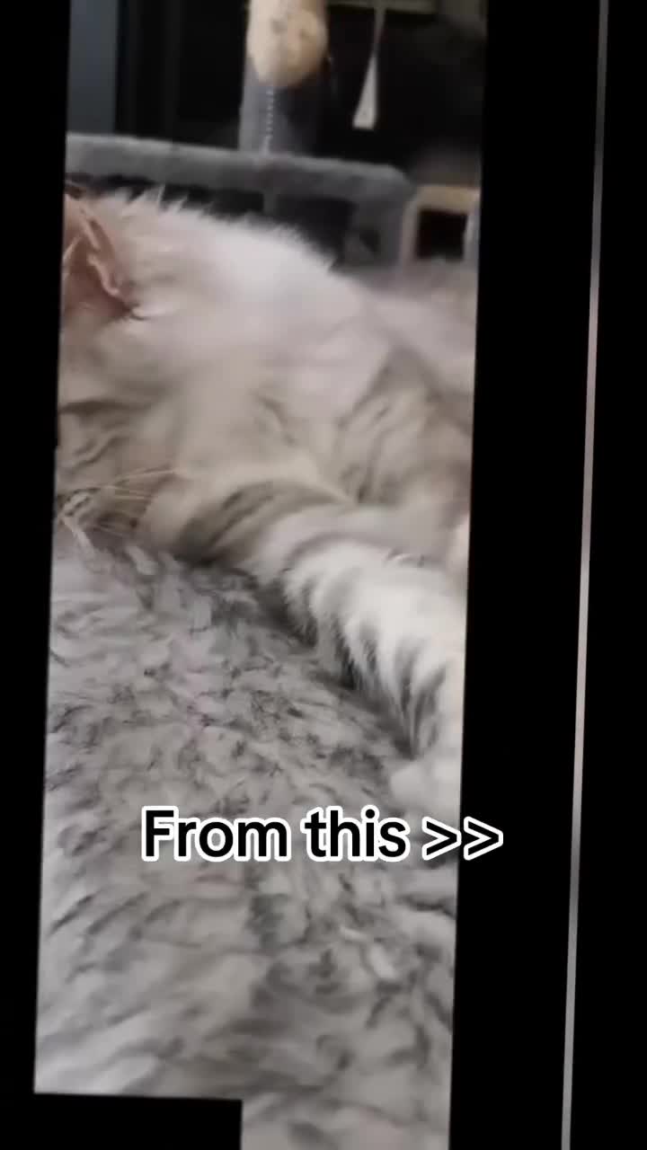 Maine Coon cats for stud: XXL RUSSIAN MAINE COON STUD  in St Andrews - Video 1