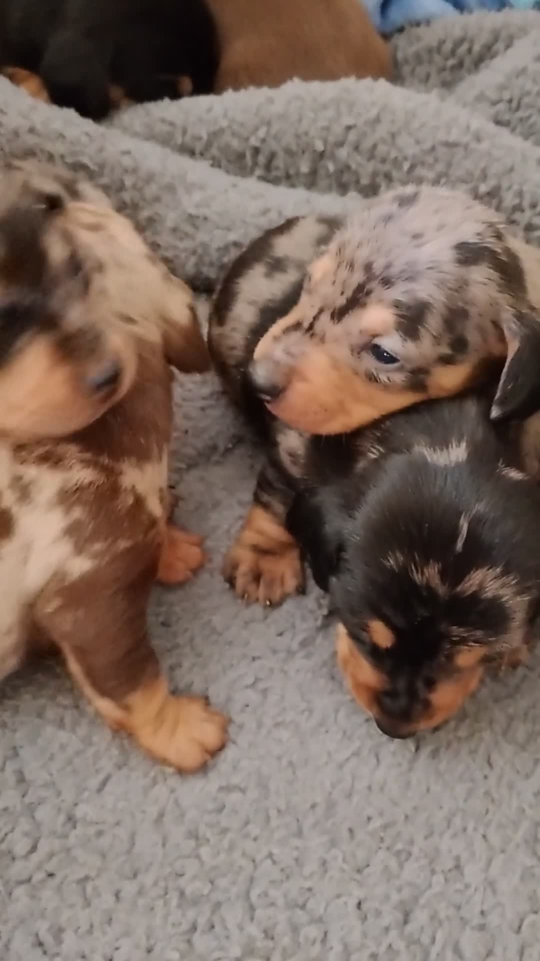 Miniature Dachshund dogs for sale: Mini dachshunds  in Berwick-upon-Tweed - Video 1