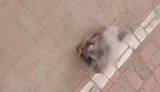 Toy Poodle dogs for stud: Silver Asian Poodle in Guildford - Video 3