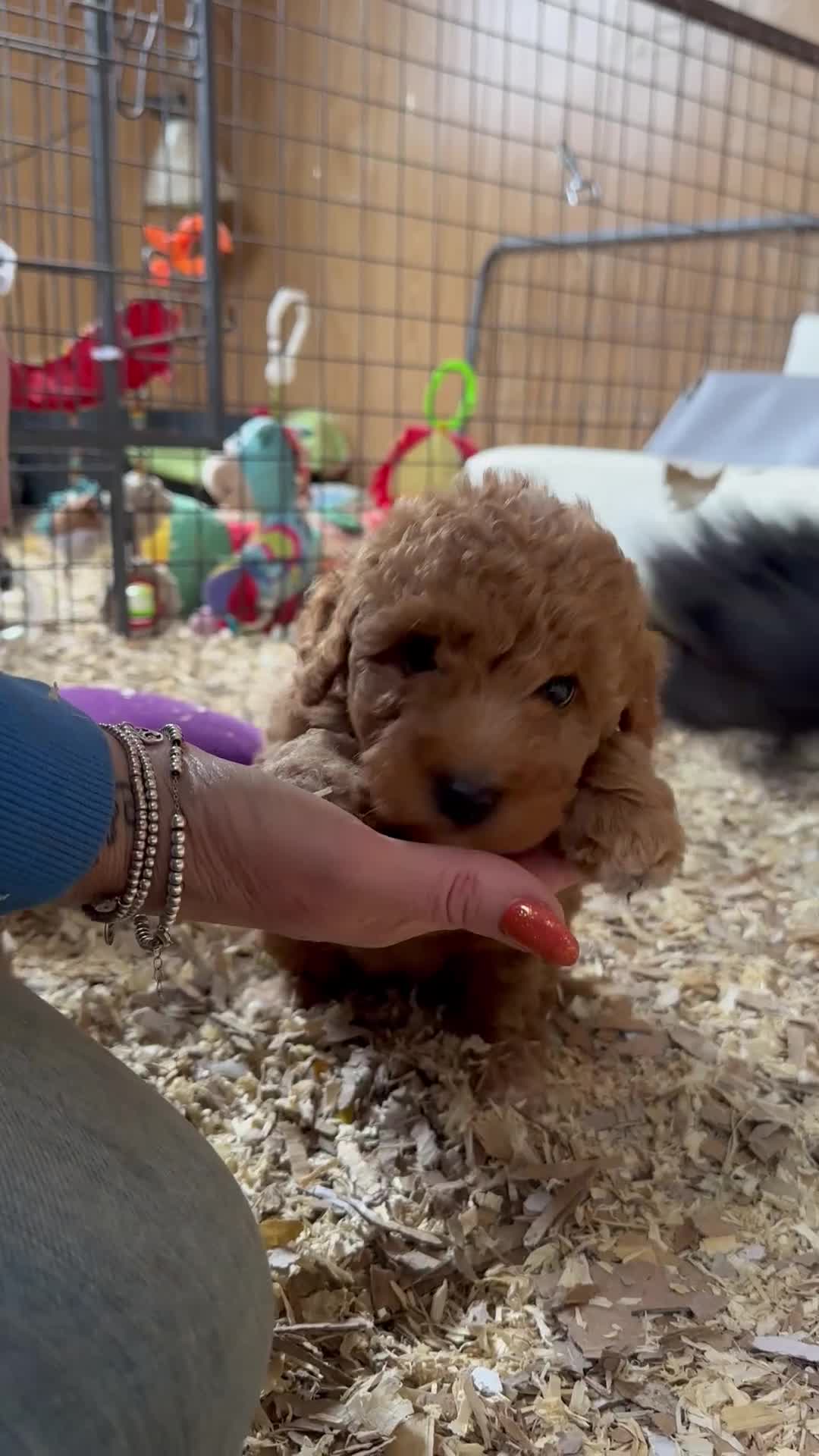 Miniature Poodle dogs for sale: Wow 🤩 how stunning  - Video 3