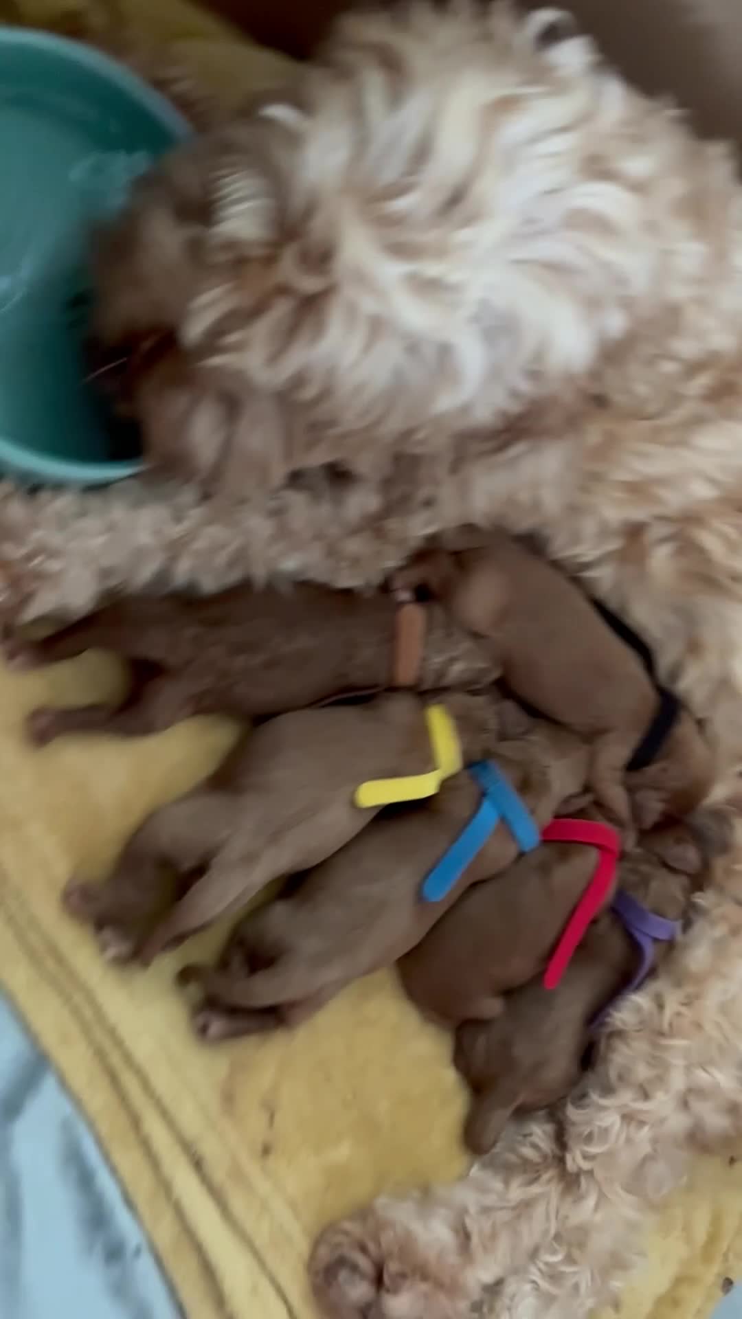 Cockapoo dogs for sale: F1B miniature cockapoo puppies. 10 days old - Video 2