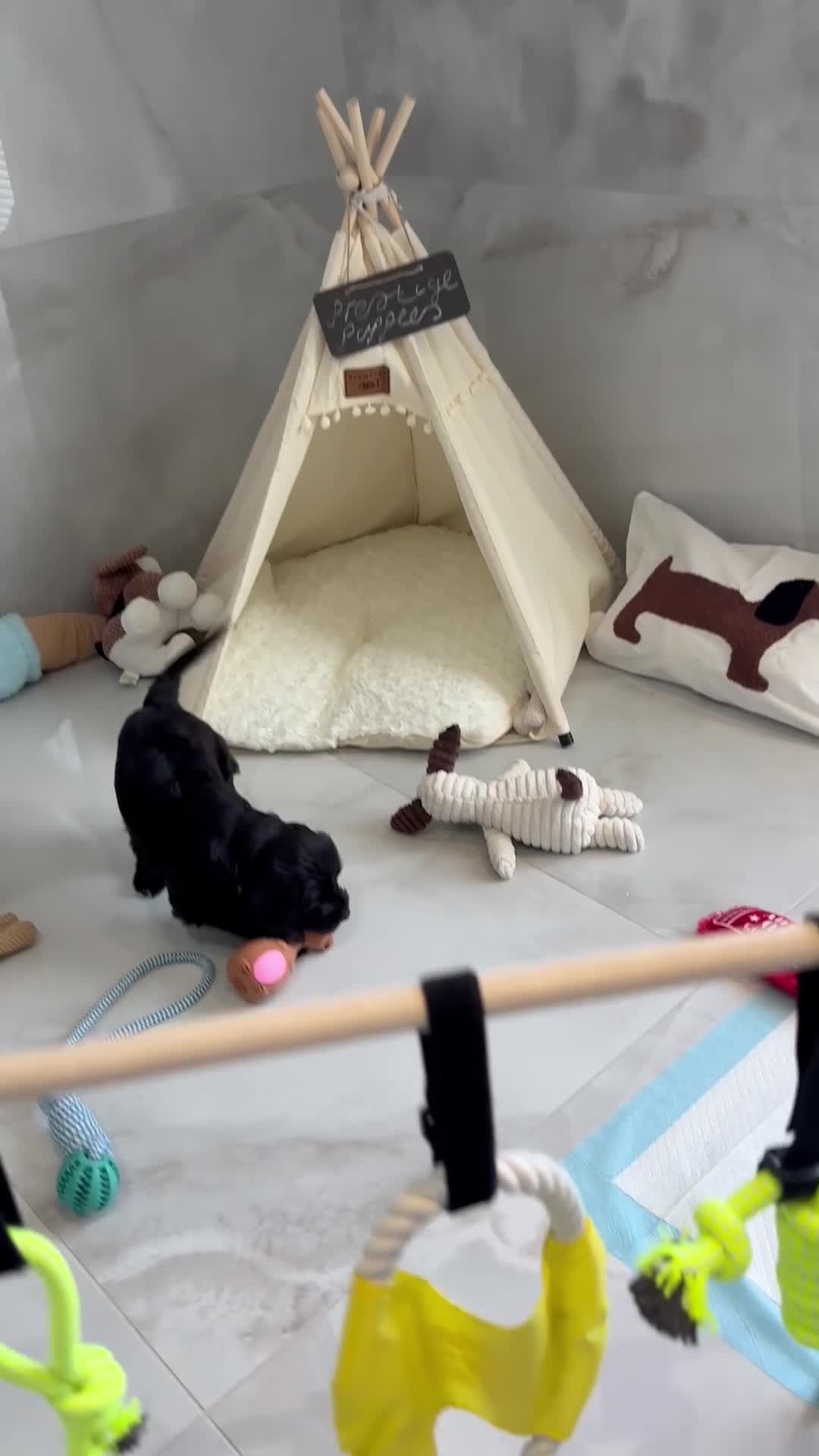 Australian Labradoodle dogs for sale: Multigen Prestige Australian Labradoodle puppies💜 - Video 4