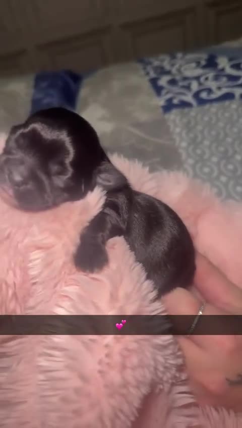 Mixed Breed dogs for sale: 6 Beautiful Babys - Video 5