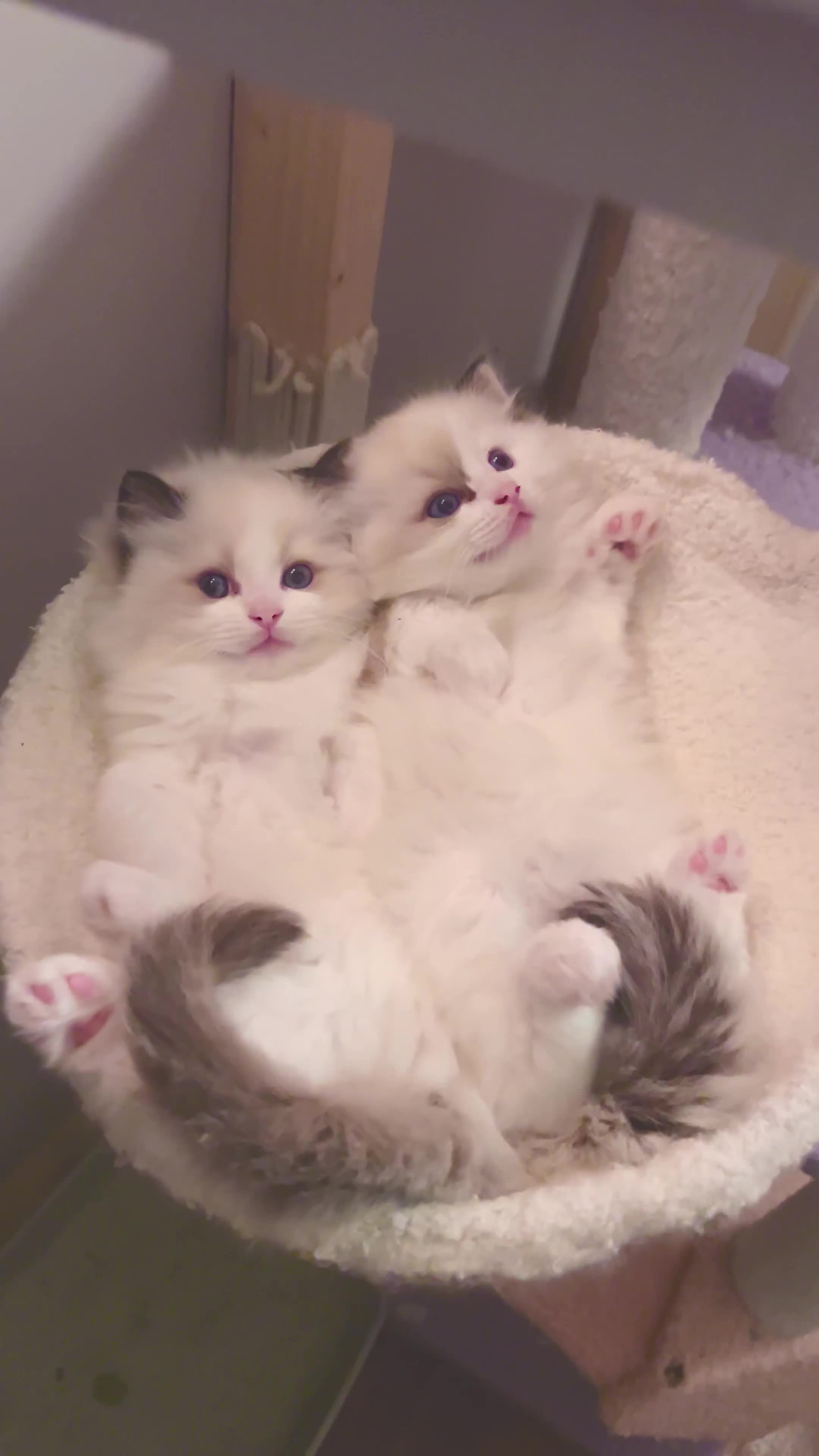 Ragdoll cats for sale: TICA Reg. Championship bloodline Ragdoll Kittens - Video 1
