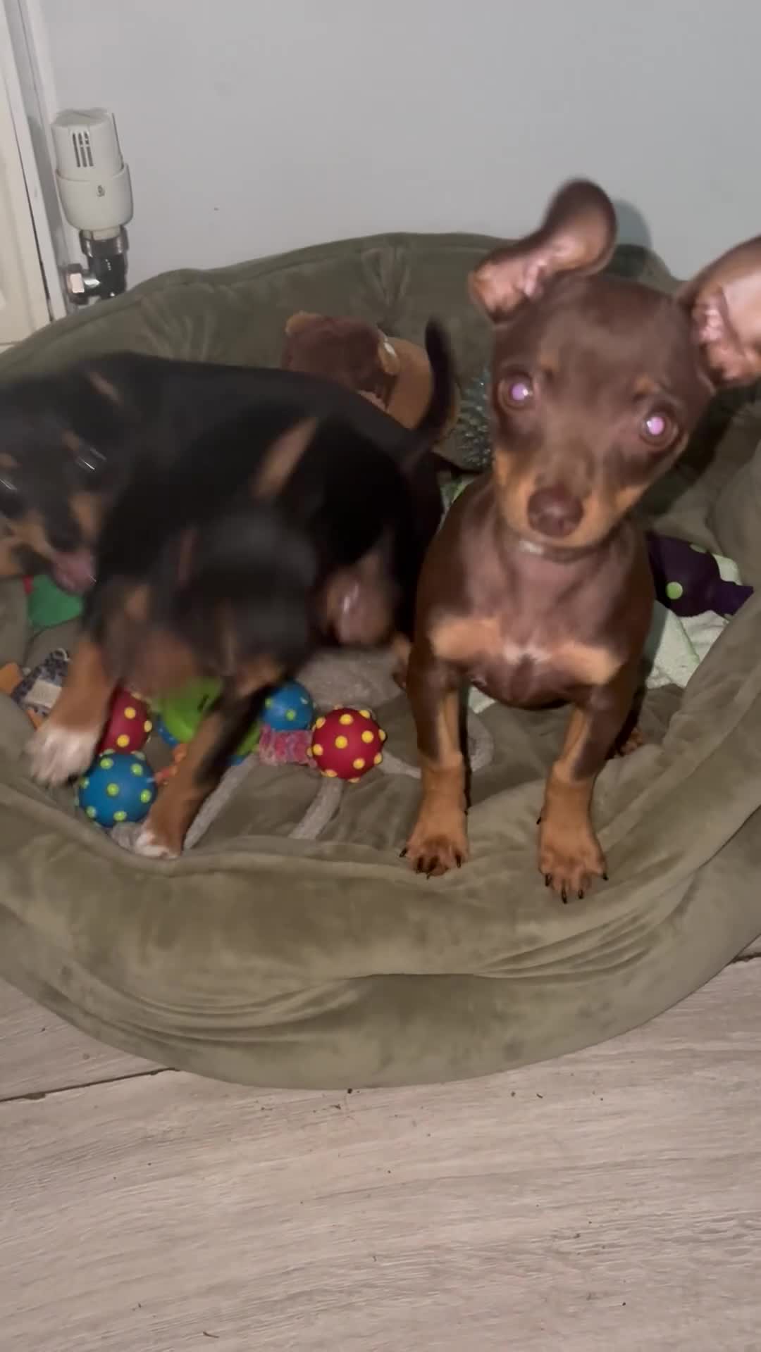 Russian Toy Terrier dogs for sale: Rissian Toy in Leeds - Video 1