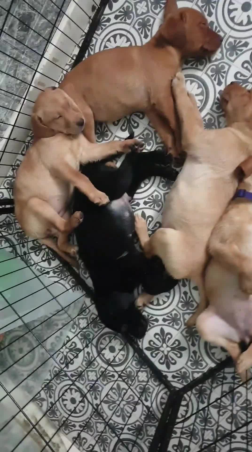 Labrador Retriever dogs for sale: KC registard Labrador Retrievers fully vaccinated. in Barnstaple - Video 1