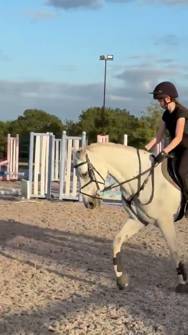 Connemara horses for sale: Misty 15.2 9yr old Connie gelding in Wrexham - Video 3