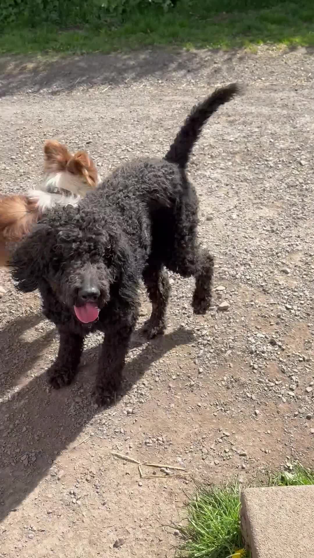 Mixed Breed dogs for sale: F1 Saint Berdoodle Pups - Video 1